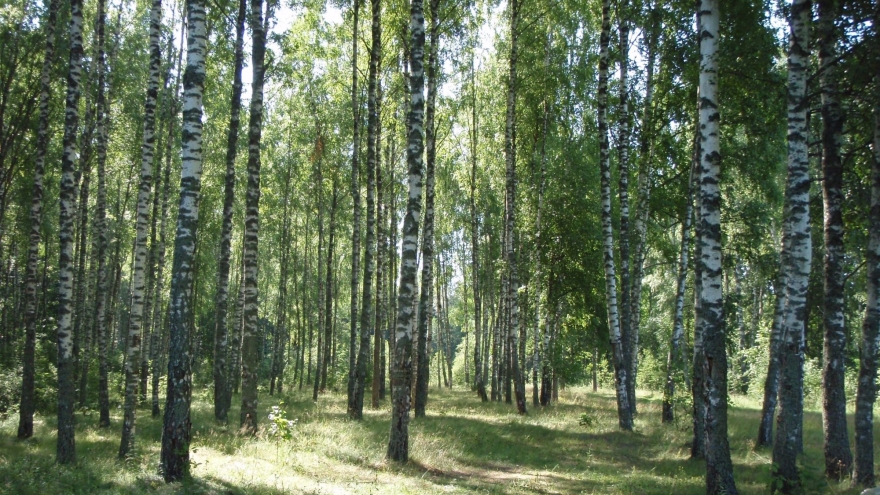Березовая роща на полуострове Никольский