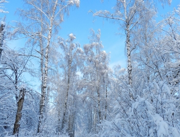 Зима в людиновском лесу